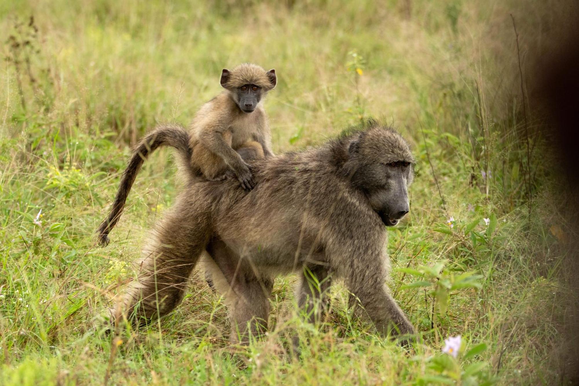 Aha Skukuza Safari Lodge Eksteriør billede