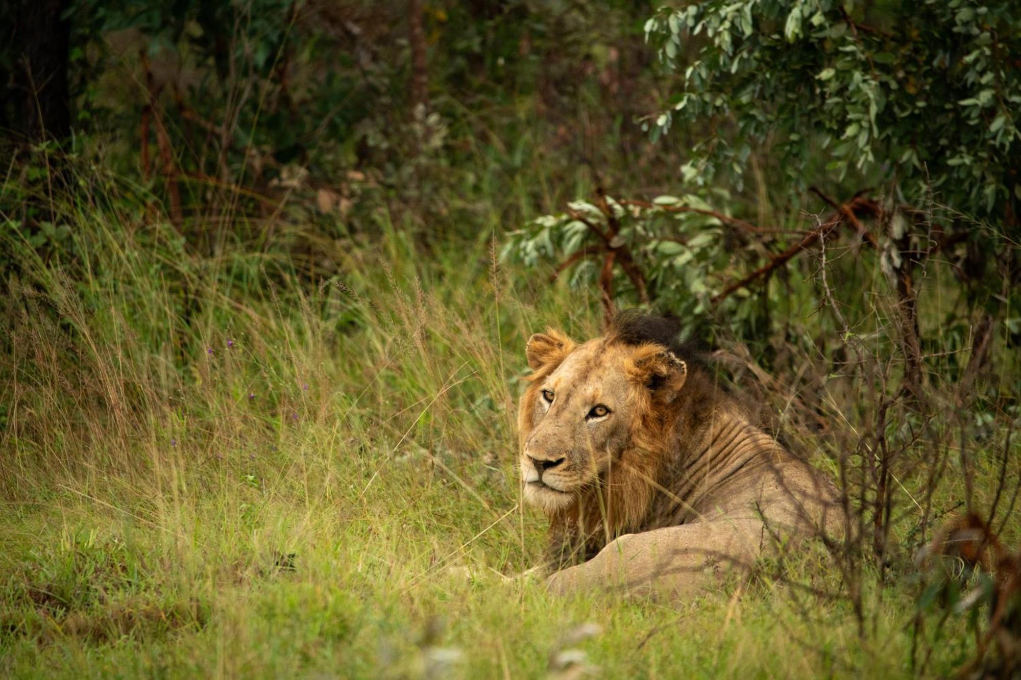 Aha Skukuza Safari Lodge Eksteriør billede